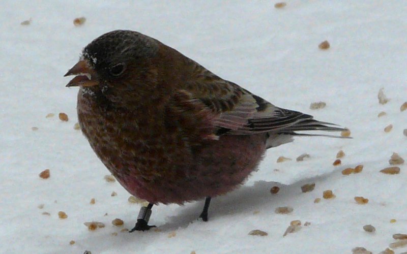 Sandia Crest, NM - Dec. 21, 2011