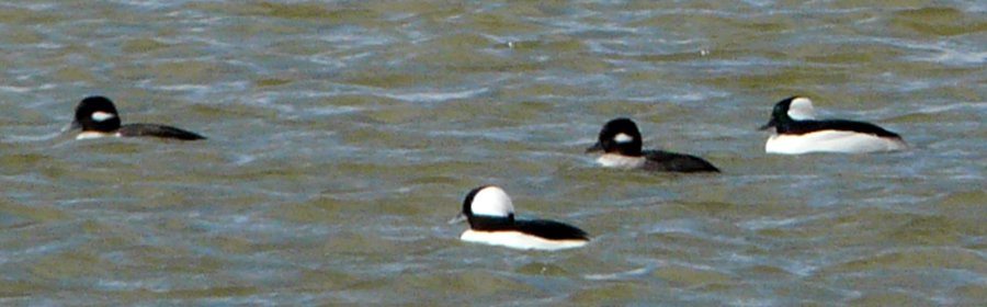 Benson, AZ - Dec. 19, 2011 - males (center and right), females (left and right center)