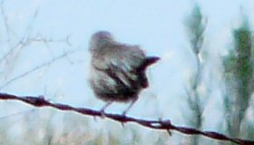 Otay Lakes, CA - Apr. 23, 2013 - male