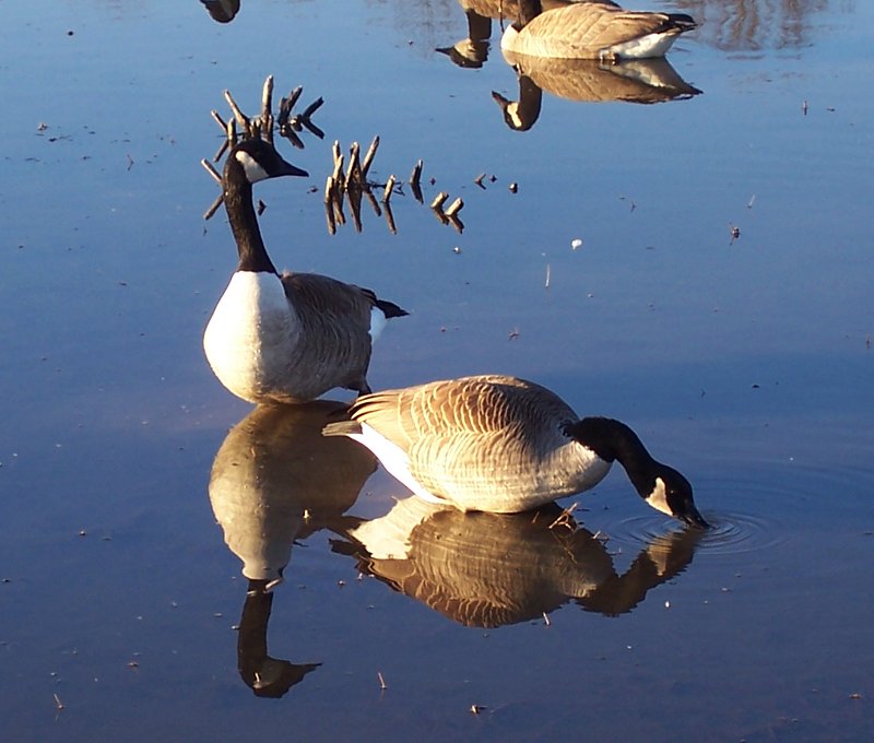 Huntley Meadows Park, VA - January 27, 2008