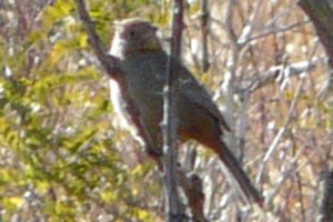 Florida Canyon, AZ - Jan. 9, 2012