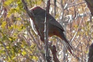 Florida Canyon, AZ - Jan. 9, 2012