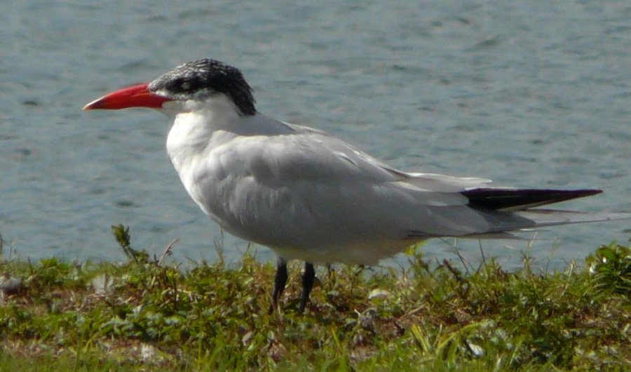 Ackerman Park, Sarasota, FL - Jan. 15, 2013 - winter plumage