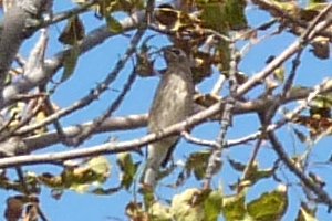 Britannia Conservation Area, Ottawa, ON - Sep. 17, 2011 - young