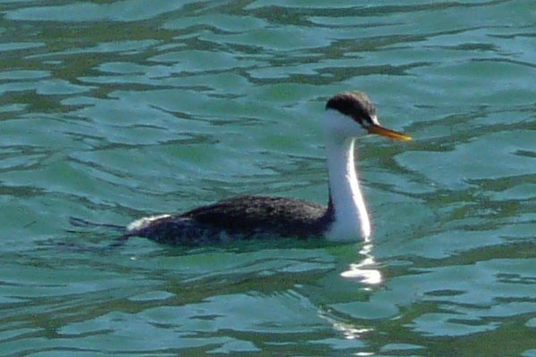 Bill Williams River National Wildlife Refuge, AZ - Jan. 14, 2014 - winter plumage