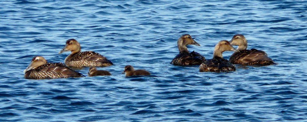 Brier Island, NS - Jun. 28, 2012 - females with chicks