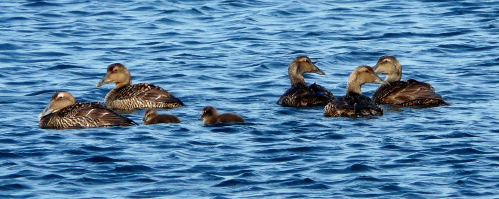 Brier Island, NS - Sep. 5, 2010 - female