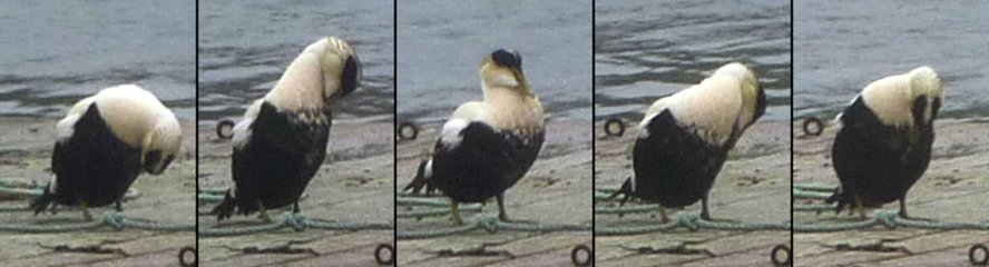 Daniel's Head, Cape Sable Island, NS - Apr. 29, 2011 - male preening