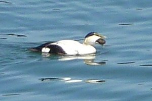 Digby, NS - Apr. 25, 2011 - male