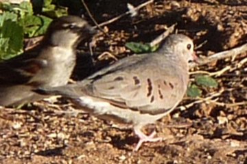 Gilbert Water Ranch, Gilbert, AZ - Dec. 25, 2010