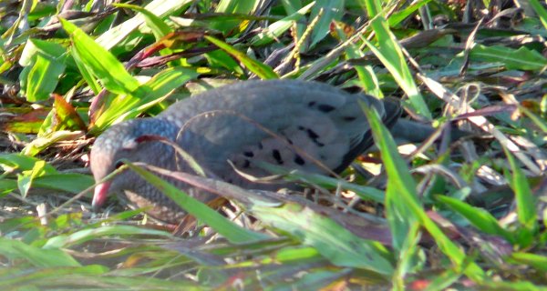 Ding Darling National Wildlife Refuge, Sanibel Island, FL - Jan. 14, 2013