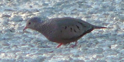 Ding Darling National Wildlife Refuge, Sanibel Island, FL - Jan. 14, 2013