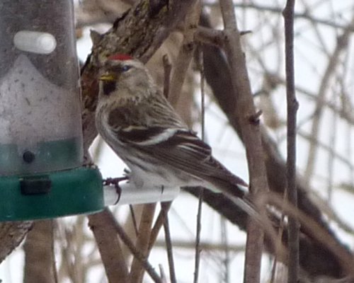 Hurdman Park, Ottawa, ON - Mar. 12, 2011 - female