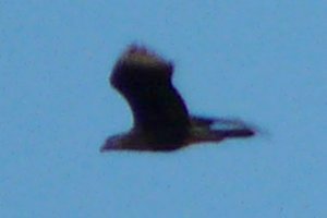 Santa Cruz Flats, AZ - Jan. 6, 2012 - in flight