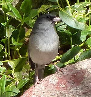 Madera Canyon, AZ - Apr. 8, 2010 - 'gray-headed' race