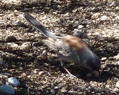 Madera Canyon, AZ - Apr. 8, 2010 - 'gray-headed' race