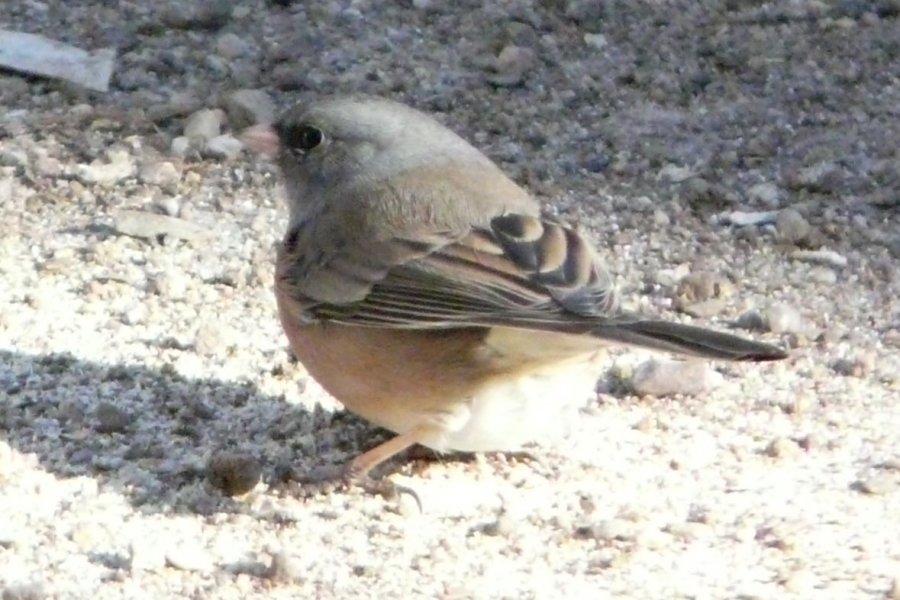 Peppersauce Canyon, AZ - Jan. 14, 2016 - 'pink-sided' race