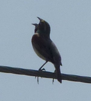 Egypt Road, S. of Cambridge, MD - May 22, 2011 - male breeding plumage