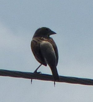 Egypt Road, S. of Cambridge, MD - May 22, 2011 - male breeding plumage