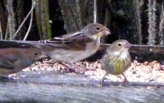 Canso, NS - Nov. 15, 2012 - 1st winter (two birds on the right)