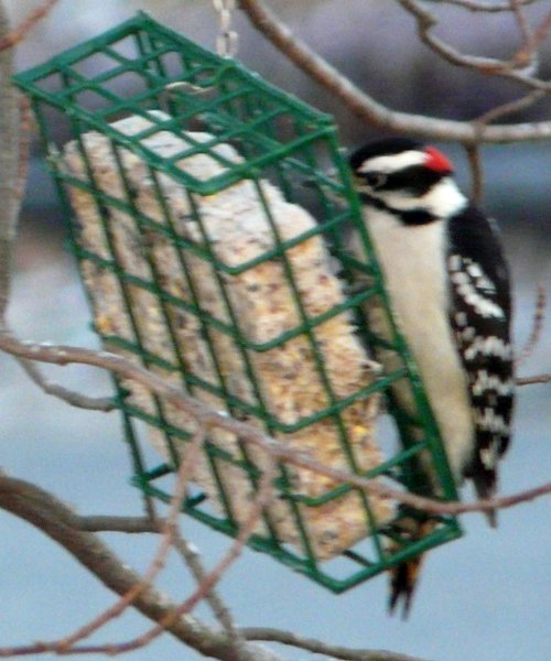 Lawrencetown, Annapolis Co., NS - Nov. 18, 2012 - male