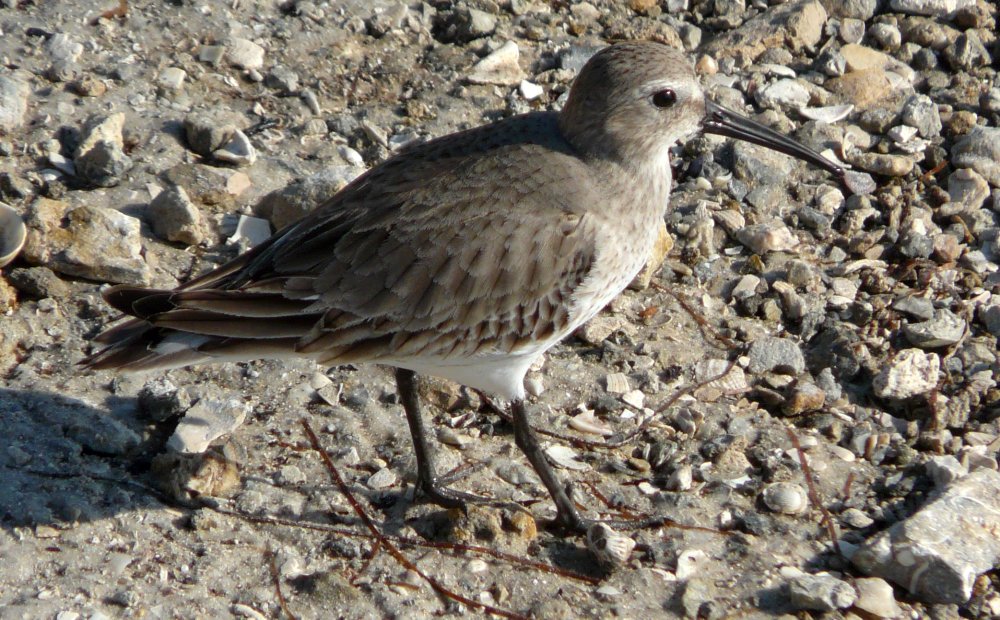 Ding Darling National Wildlife Refuge, Sanibel Island, FL - Jan. 14, 2013 - non-breeding plumage