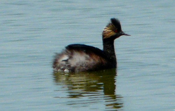 Ramer Lake, CA - Apr. 21, 2013 - breeding plumage