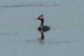 Embrun Sewage Lagoons, Embrun, ON - Jul. 3, 2011 - breeding plumage