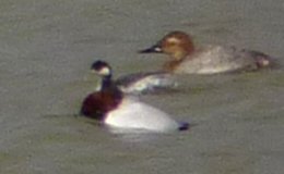 Benson, AZ - Dec. 19, 2011 - winter plumage - between 2 Canvasbacks