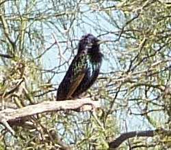 Casa Grande National Monument, Coolidge, AZ - Apr. 3, 2010
