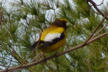 Tremont, NS - Apr. 30, 2011 - male