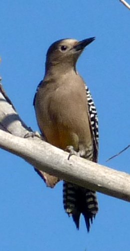 Riparian Sanctuary at Neely Ranch, Gilbert, AZ - Apr. 7, 2010 - female