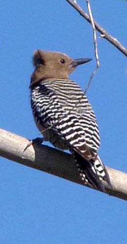 Riparian Sanctuary at Neely Ranch, Gilbert, AZ - Apr. 7, 2010 - female