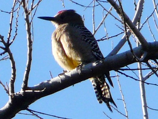 Boyce-Thompson Arboretum, Superior, AZ - Dec. 26, 2011 - male