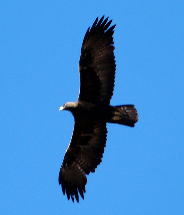 Route 88, SE of Apache Lake, AZ - Feb. 22, 2013 - 2nd year