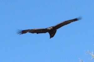 Route 88, SE of Apache Lake, AZ - Feb. 22, 2013 - 2nd year
