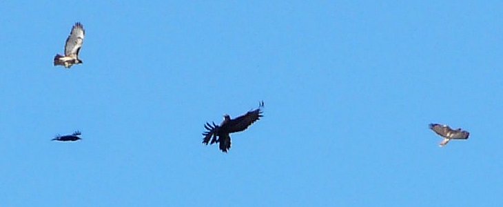 Route 88, SE of Apache Lake, AZ - Feb. 22, 2013 - being harassed by Red-tailed Hawks and Common Ravens