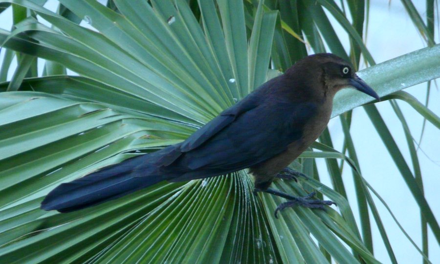 Lake Havasu City, AZ - Feb. 4, 2013 - female