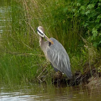 Blackwater NWR Wildlife, MD - May 22, 2011