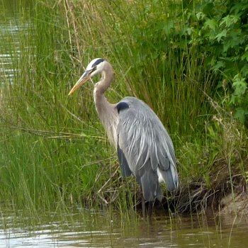 Blackwater NWR Wildlife, MD - May 22, 2011