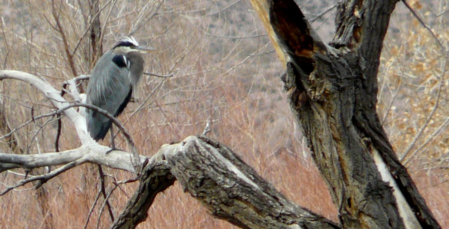 Bosque del Apache, NM - Dec. 20, 2011