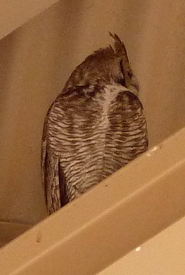 Casa Grande National Monument, Coolidge, AZ - Apr. 3, 2010