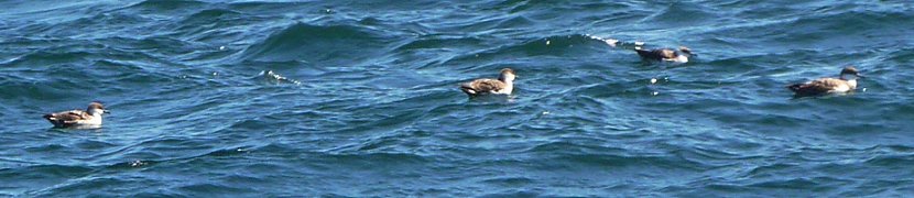 Brier Island, NS - Sep. 5, 2010