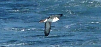 Brier Island, NS - Sep. 5, 2010 - in flight