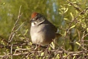 Boyce-Thompson Arboretum, Superior, AZ - Dec. 26, 2010