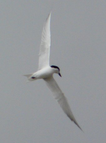 Tijuana Slough National Wildlife Refuge, Seacoast Drive Beach Trail, CA - Apr. 24, 2013