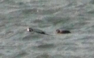 Cottage Cove, NS - Mar. 7, 2015 - male (left) and female (right)