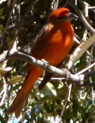 Madera Canyon, AZ - Apr. 8, 2010