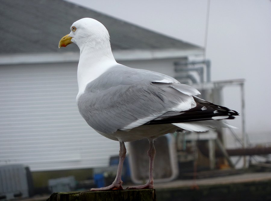 Daniel's Head, Cape Sable Island, NS - Apr. 29, 2011 - adult breeding plumage