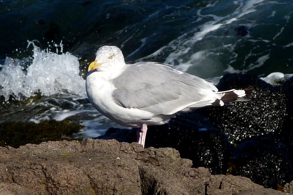 Brier Island, NS - Sep. 5, 2010 - adult plumage